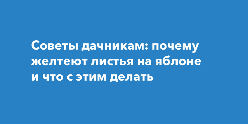 Почему у яблони желтеют листья?